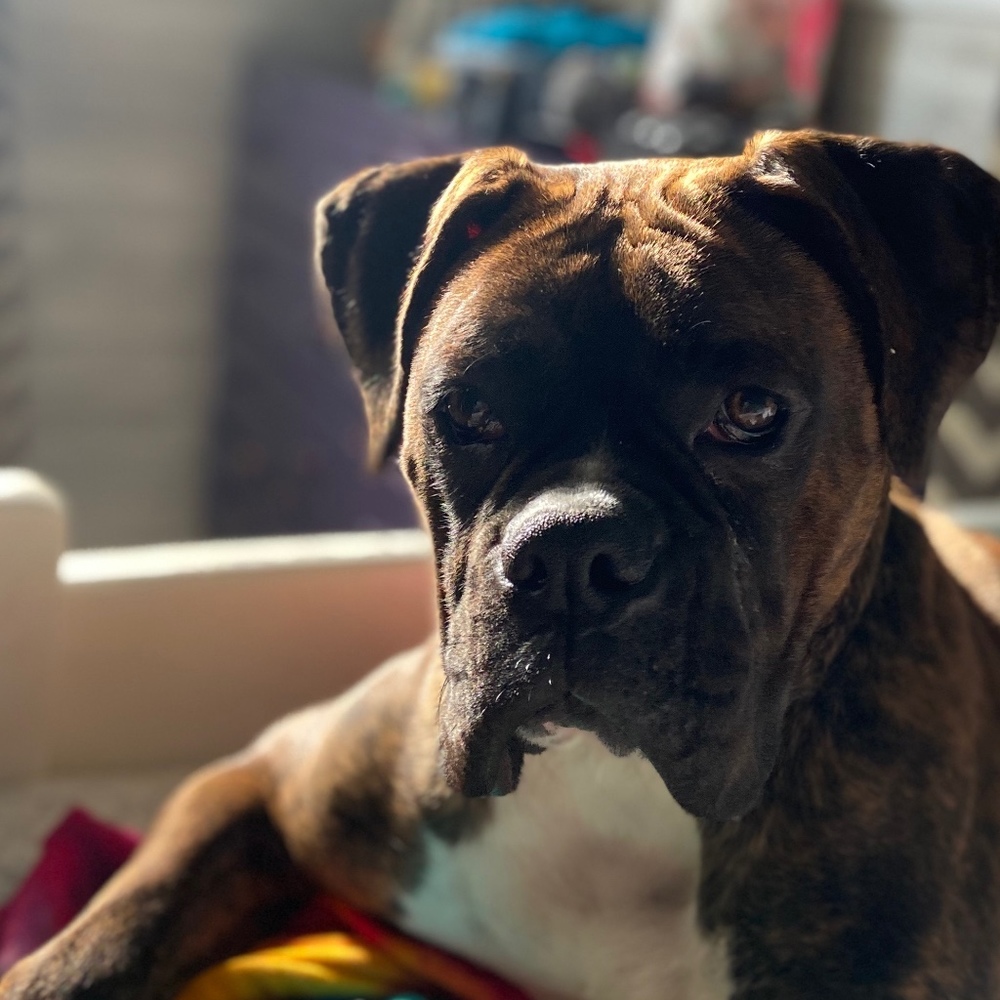 Meet your Posher, Posh